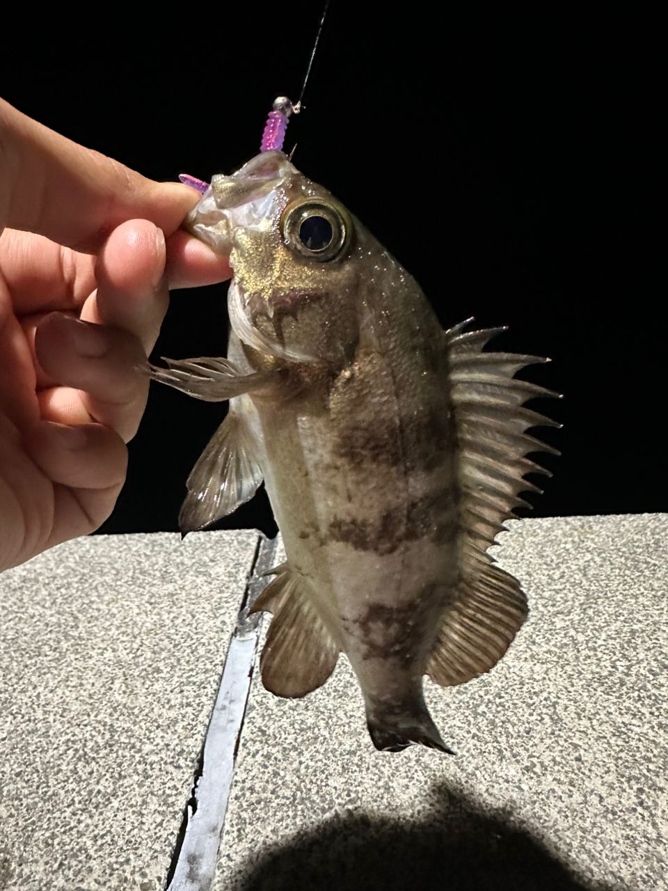 メバル