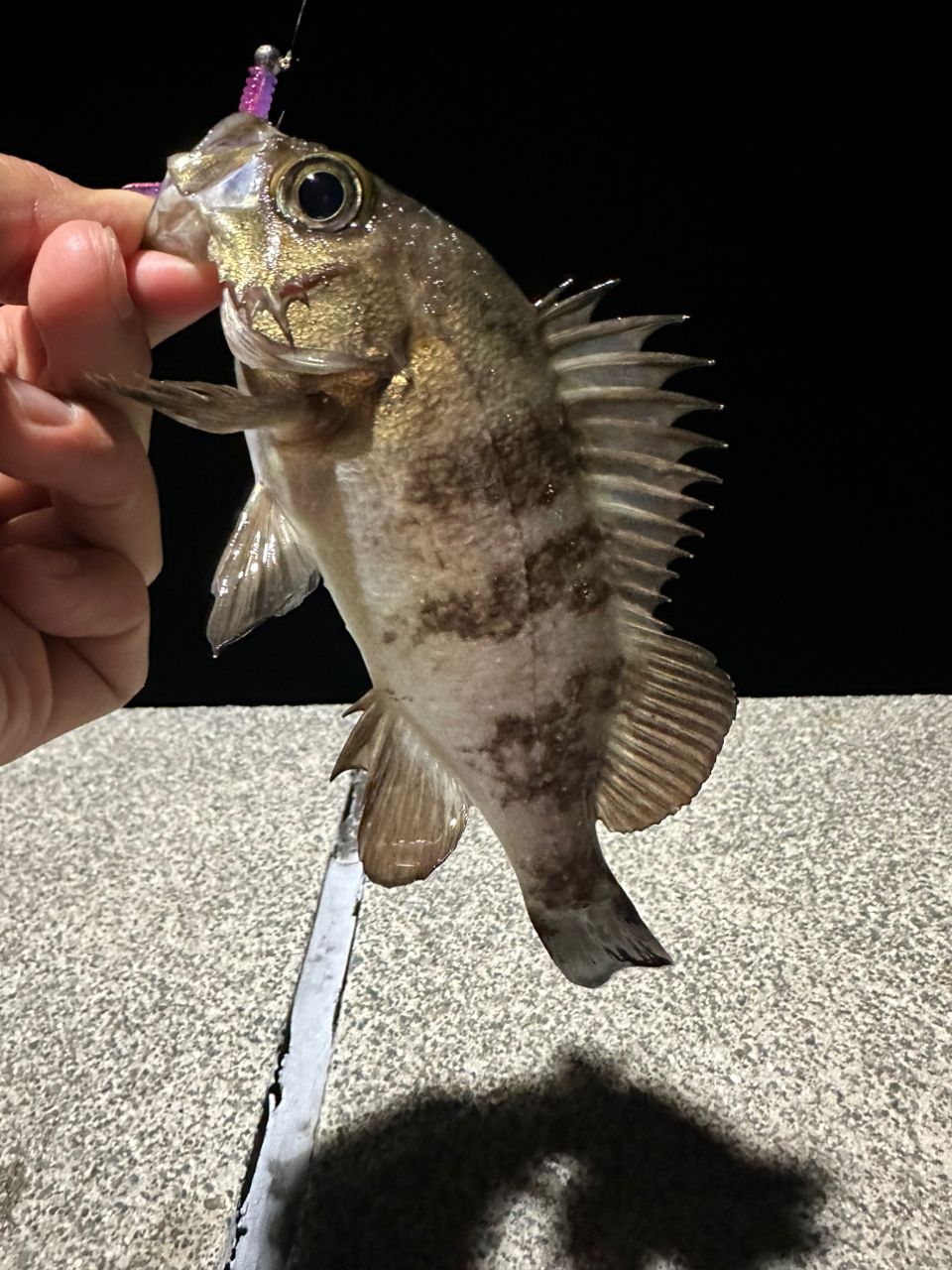メバル
