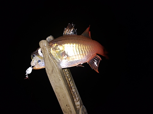 ネンブツダイの釣果