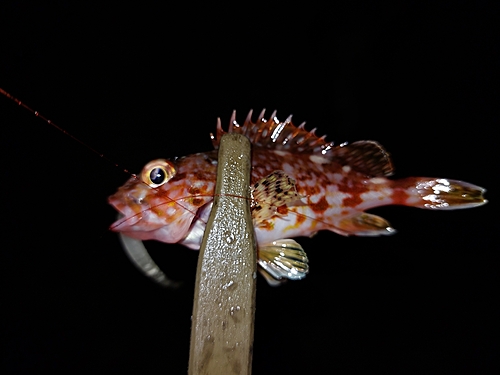 カサゴの釣果