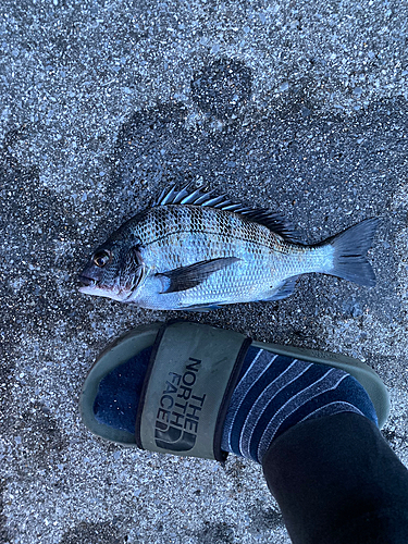 クロダイの釣果