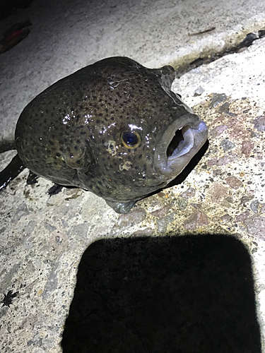 ホテイウオの釣果