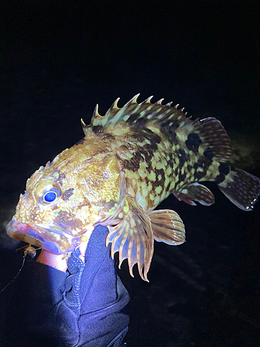 カサゴの釣果