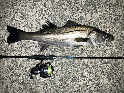 マルスズキの釣果