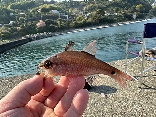 クロホシイシモチの釣果