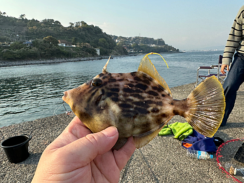 カワハギの釣果