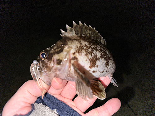 ムラソイの釣果