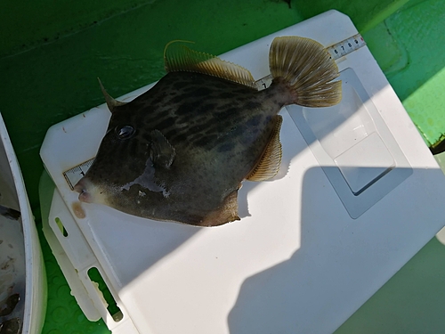 カワハギの釣果