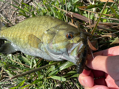 スモールマウスバスの釣果