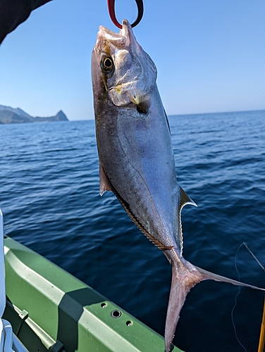 ショゴの釣果