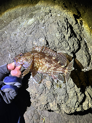 ガシラの釣果