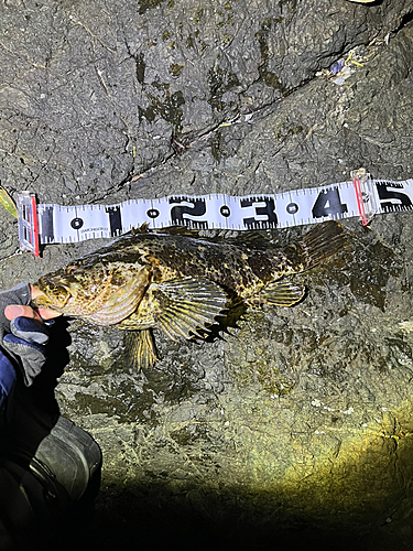 タケノコメバルの釣果