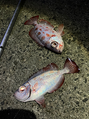 ゴマヒレキントキの釣果