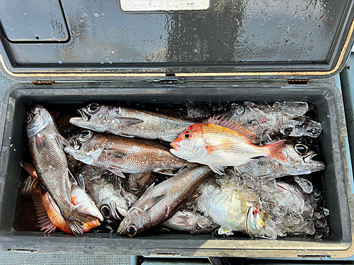 クロムツの釣果