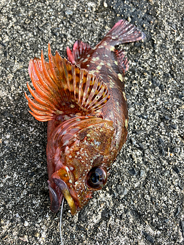 カサゴの釣果