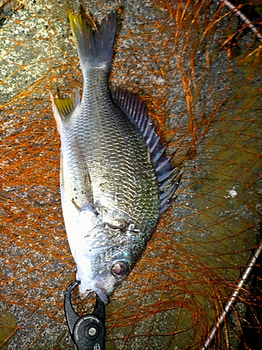 キビレの釣果