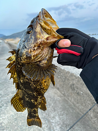 タケノコメバルの釣果