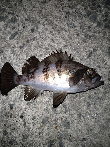 メバルの釣果