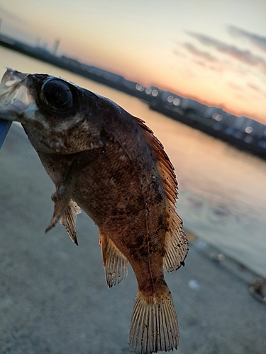 タケノコメバルの釣果