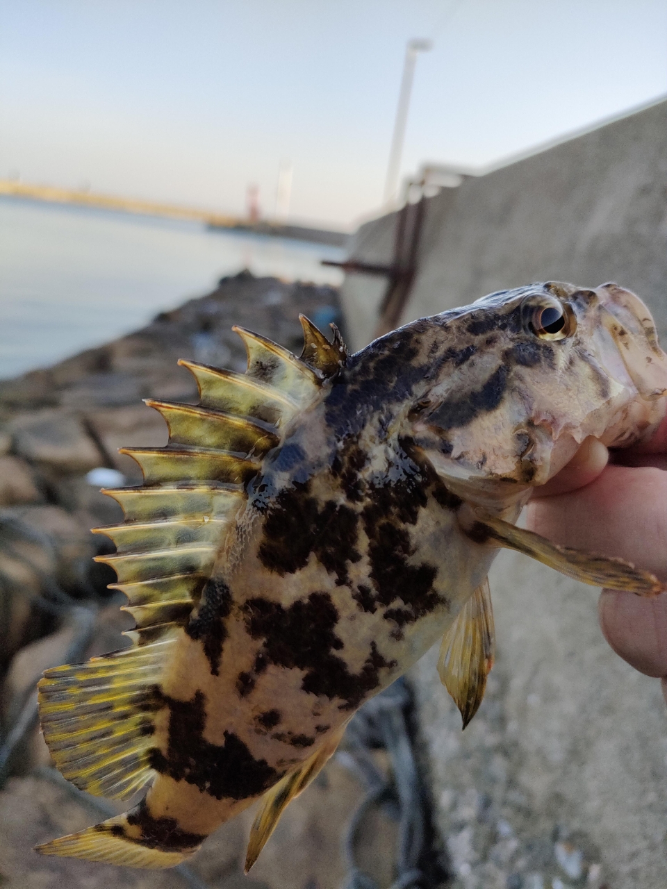 タケノコメバル