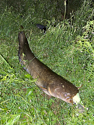 ナマズの釣果