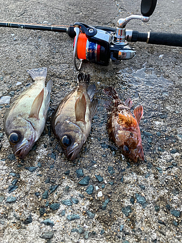 メバルの釣果