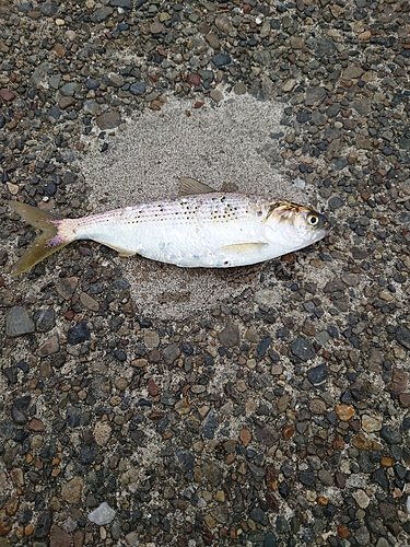 コノシロの釣果