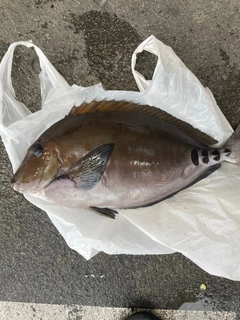 サンノジの釣果