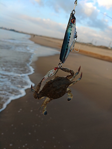 ガザミの釣果