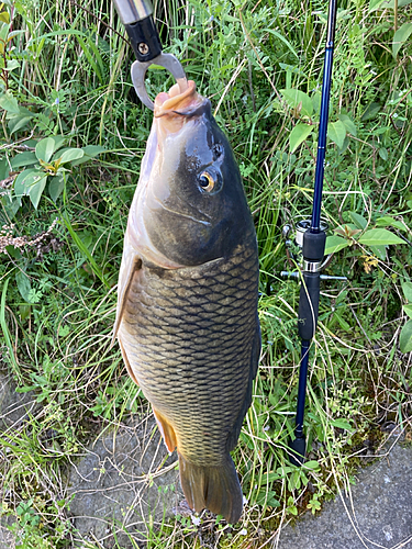 コイの釣果