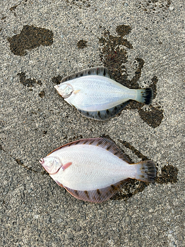 クロガシラガレイの釣果