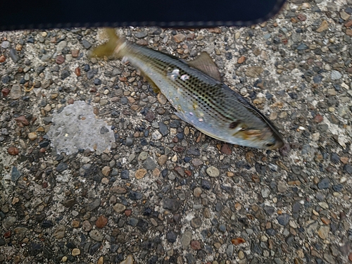 コノシロの釣果