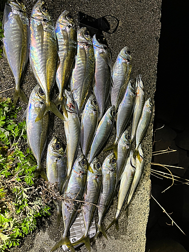 アジの釣果