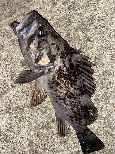 ソイの釣果