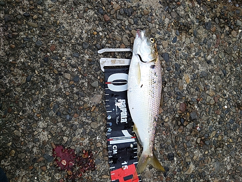 コノシロの釣果