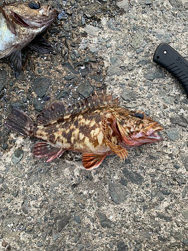 カサゴの釣果