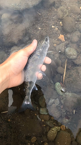 アマゴの釣果