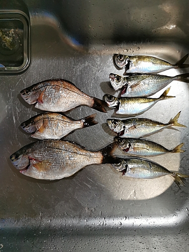 アジの釣果