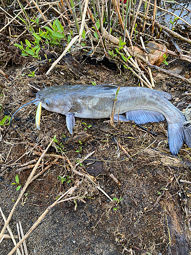 アメリカナマズの釣果