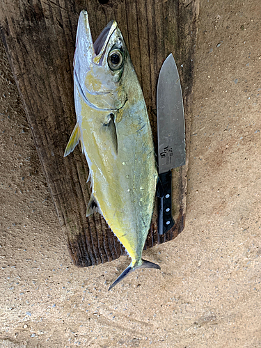 イケカツオの釣果