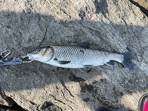 ニゴイの釣果