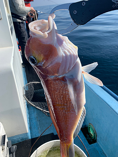 アマダイの釣果