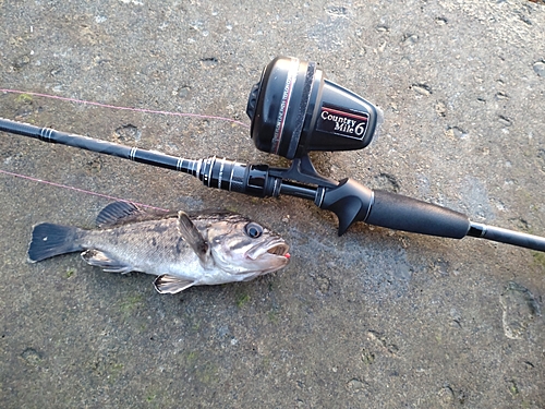 クロソイの釣果