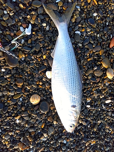 コノシロの釣果