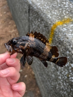 ムラソイの釣果