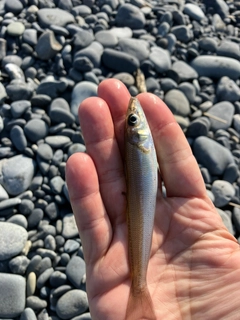 シロギスの釣果