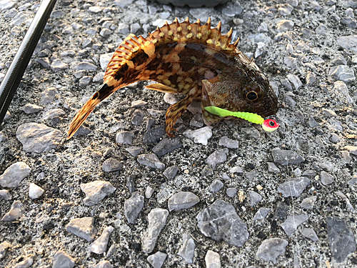 カサゴの釣果