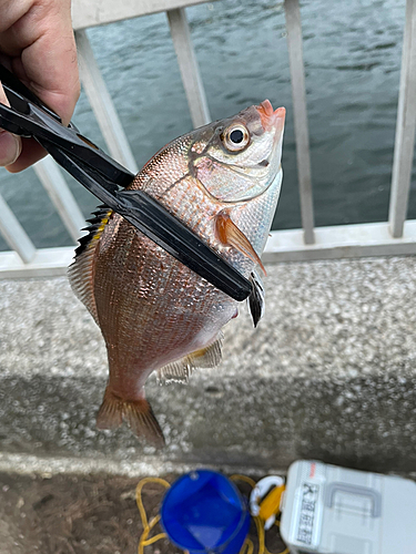 ウミタナゴの釣果