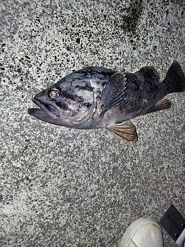 クロソイの釣果