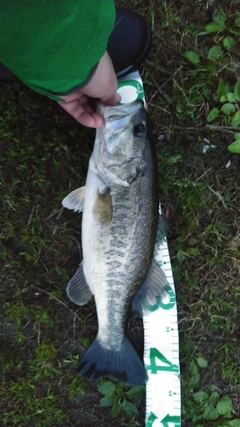 ブラックバスの釣果